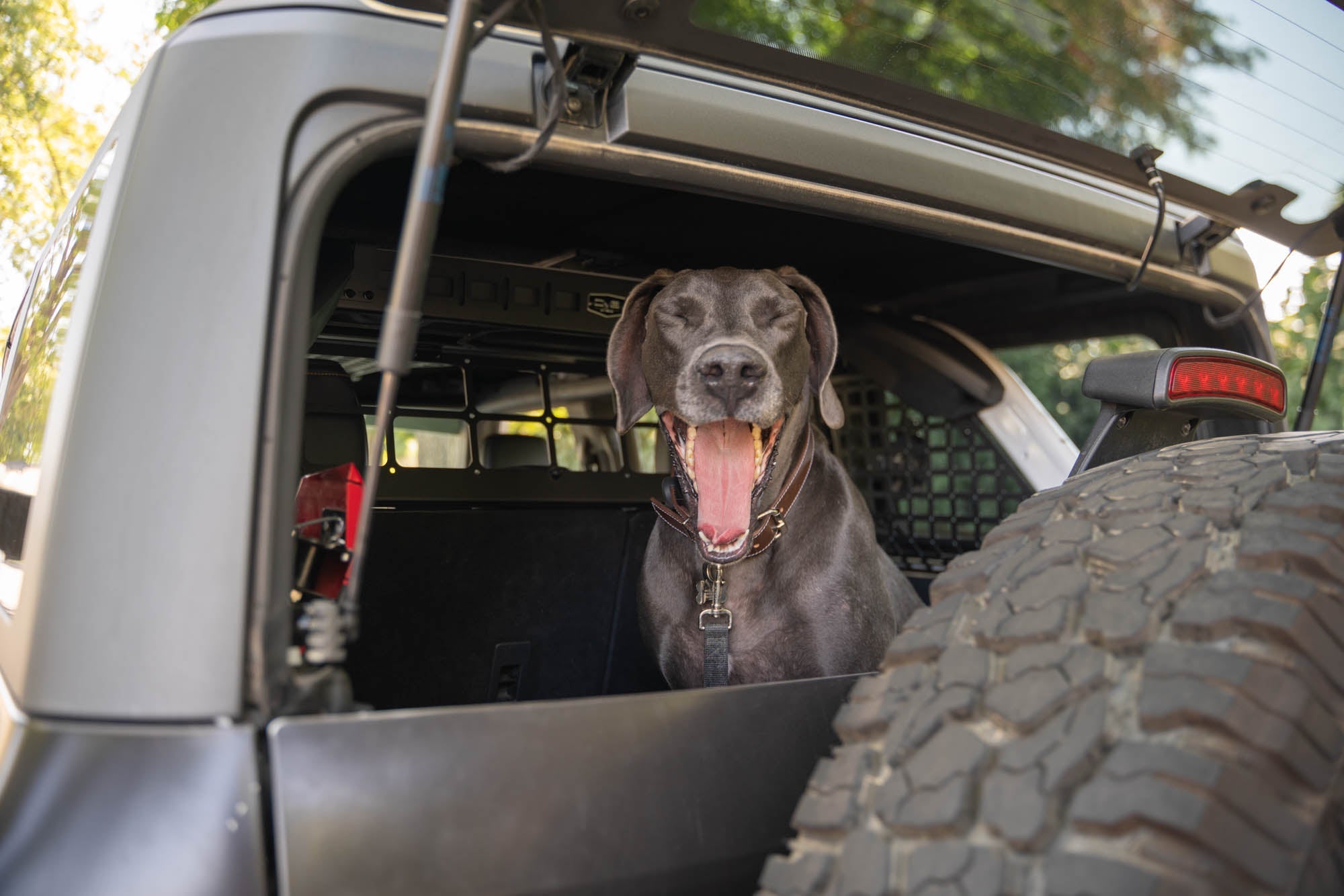 2021-2024-Ford-Bronco-Dog-Barrier-With-Dog-4 - NVMOS