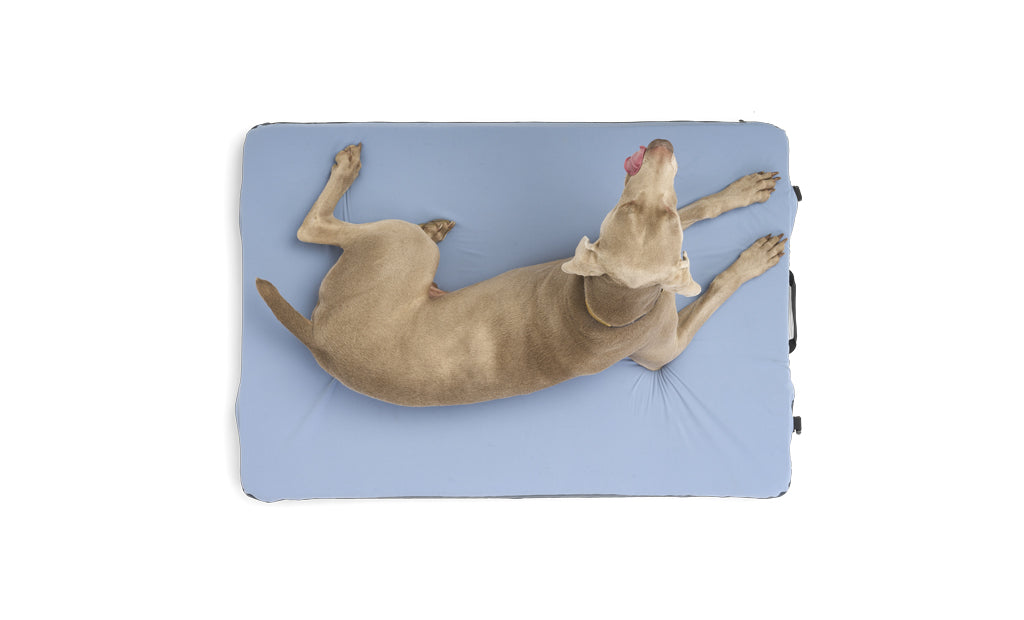 ColtonJacobs_20220423_Large_DogBed_TopDown_wDog - NVMOS