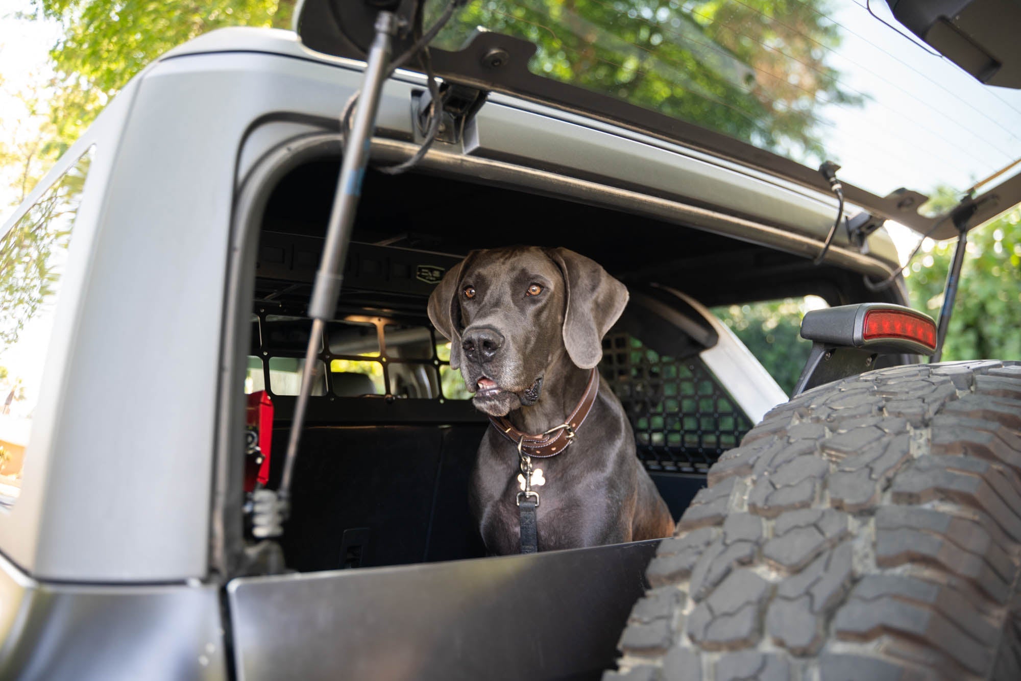 2021-2024-Ford-Bronco-Dog-Barrier-With-Dog-3 - NVMOS