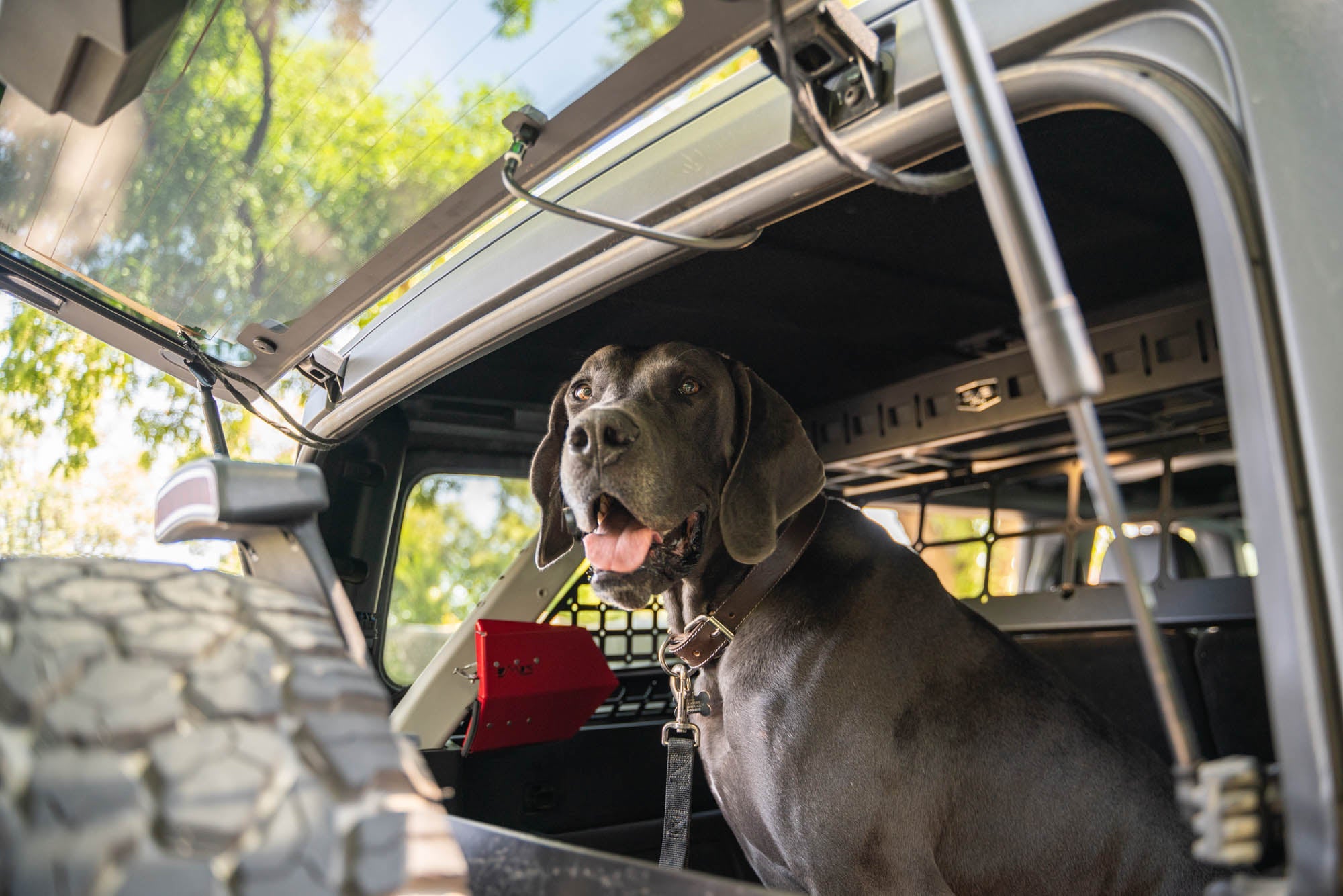 2021-2024-Ford-Bronco-Dog-Barrier-With-Dog-6 - NVMOS