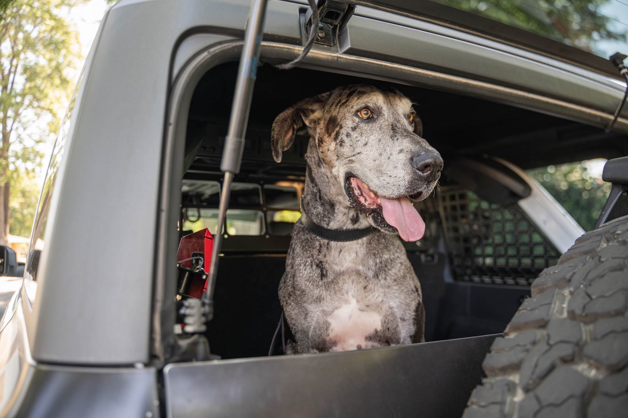 2021-2024-Ford-Bronco-Dog-Barrier-With-Dog-7 - NVMOS