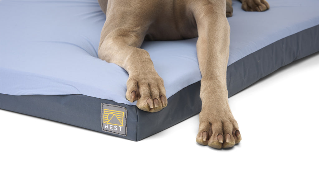 ColtonJacobs_20220423_DogBed_Foam_Paw_Macro - NVMOS