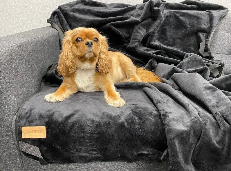 Small brown and white dog lying on a black pet blanket covering a grey sofa.